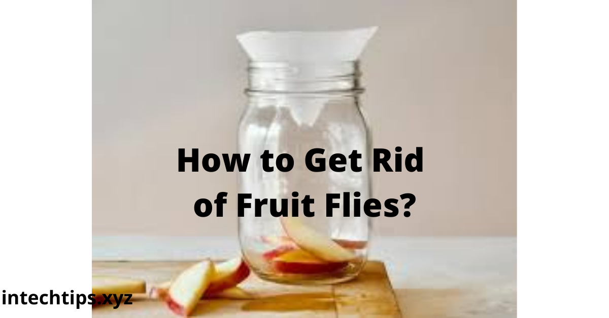 How to Get Rid of Fruit Flies?